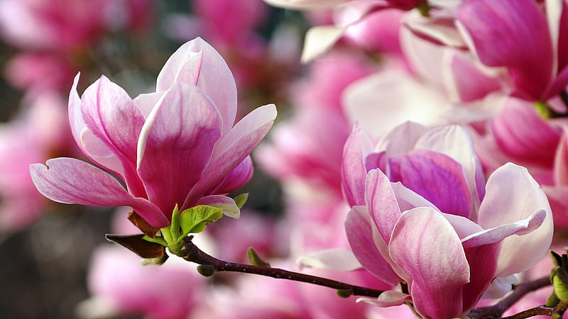 Flor de magnolia rosa flores con hojas verdes magnolia, Fondo de pantalla  HD | Peakpx
