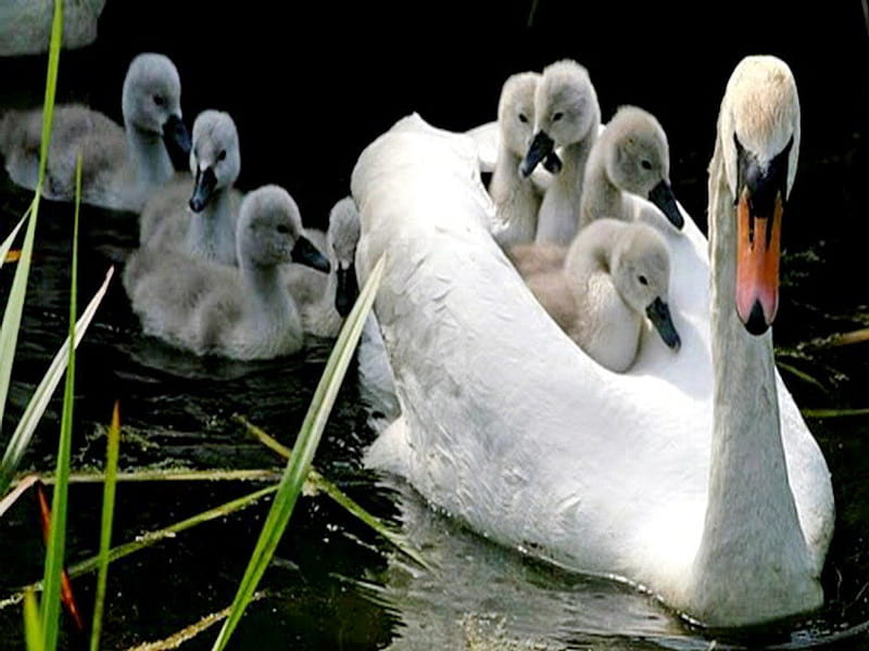 Family outing, family, swim, birds, cygnets, mother, swans, HD wallpaper