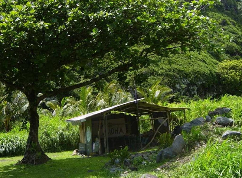Tiny Shanty in Maui, Hawaii, hut, shack, hawaii, maui, tropical, outskirts, HD wallpaper