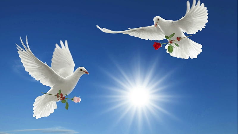 Peace to all, dove, peace, flight, harmony, bird, HD wallpaper