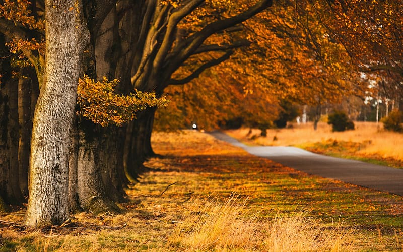 Autumn Golden Hoge Veluwe National Park Netherlands, HD wallpaper