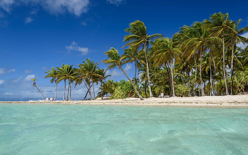 tropical island, beach, sea, waves, Guadeloupe, Caribbean Sea, palm trees, blue lagoon, HD wallpaper