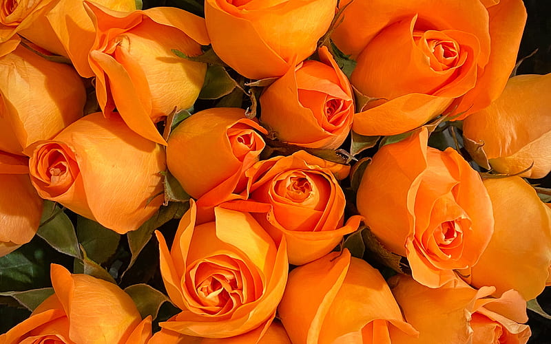 orange roses, background with roses, buds of orange roses, orange roses background, floral background, roses, rosebuds, HD wallpaper