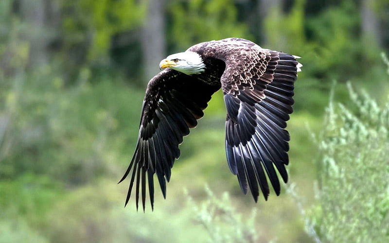 águila volando, naturaleza, alas, águila calva, árboles, Fondo de pantalla  HD | Peakpx