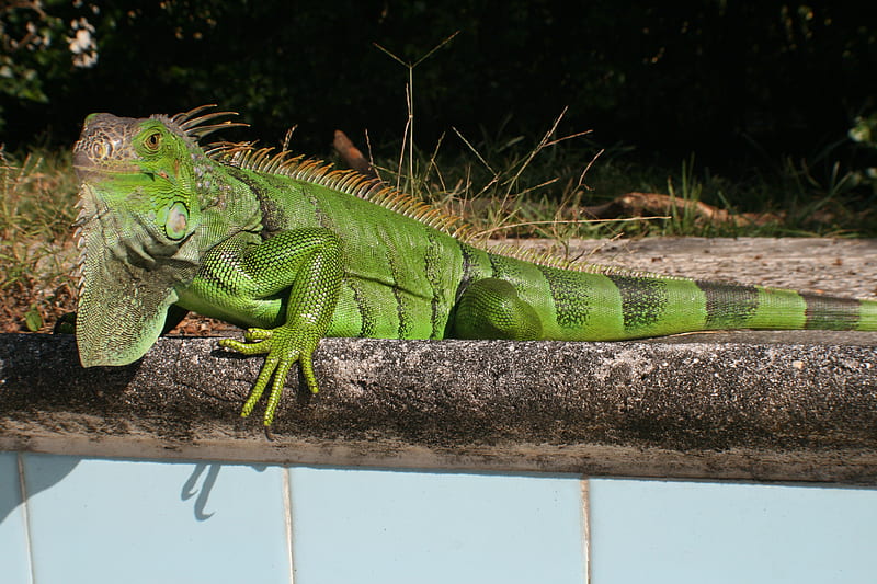 Wild green Iguana resting near an empty pool, green, south florida, beauty, reptiles, pool, adult, wild iguana, HD wallpaper