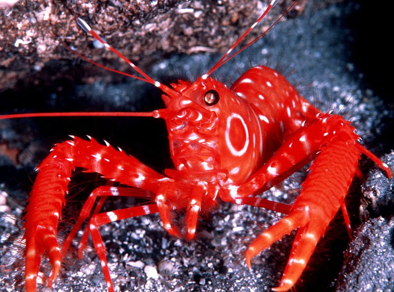 bullseye lobster, underwater, rock, bullseye, lobster, HD wallpaper