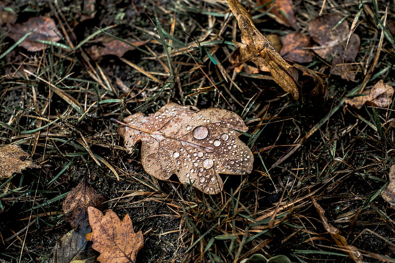 brown dried leaf on green grass, HD wallpaper