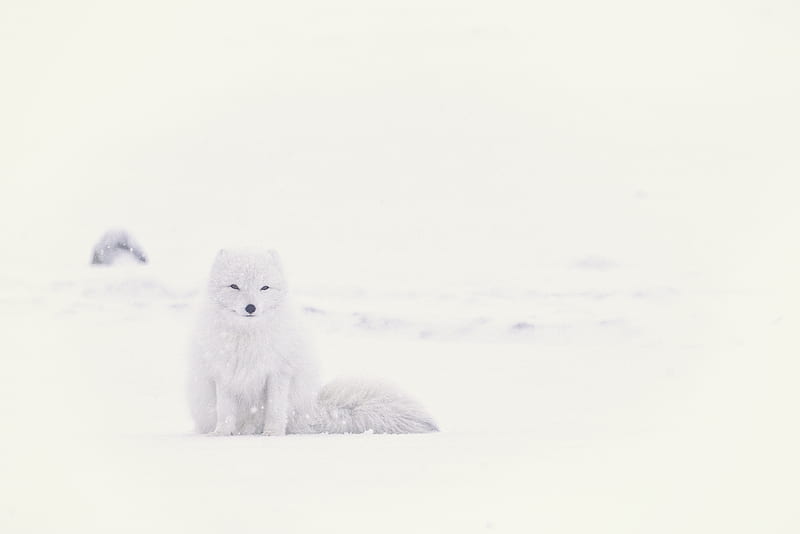 white husky on snowfield, HD wallpaper