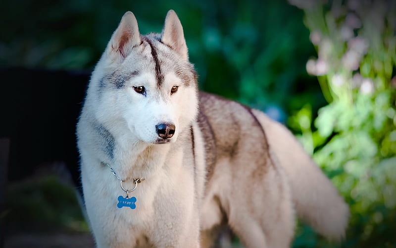 Husky ***, Animals, Dogs, Animal, Husky, HD Wallpaper | Peakpx