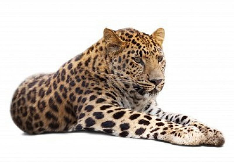 Chilln Leopard, claws, paws, spots, wild, tail, fur, animal, HD wallpaper