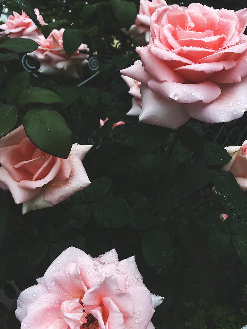 Pink rose on green leaves, HD phone wallpaper | Peakpx