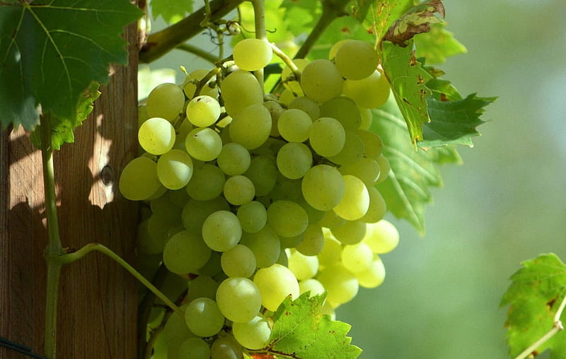 *Sweet Grapes*, grapes, tree, green, bunch, HD wallpaper