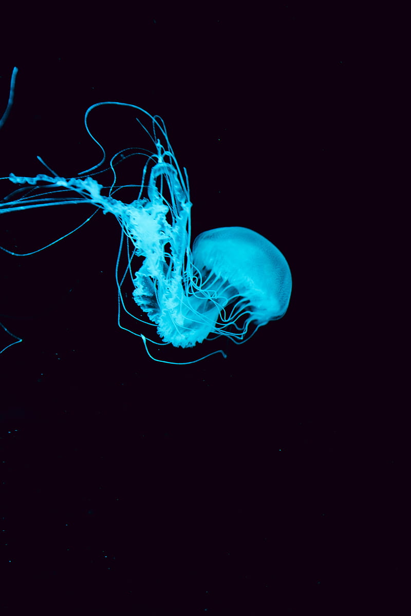jellyfish, tentacles, underwater world, blue, HD phone wallpaper