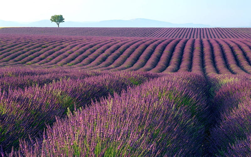 Purple Lavender Plantation, scarlet, lavender, nice, mounts, environment, peaks, flowers, black, sky, trees, cool, purple, mountains, calendulas, awesome, garden, farming, bonito, trunks, farm, europe, graphy, leaves, green, husbandry, fields, rows, blue, amazing, plantation, queues, mesa, agriculture, leaf, plants, nature, branches, natural, scarlat, tillage, HD wallpaper