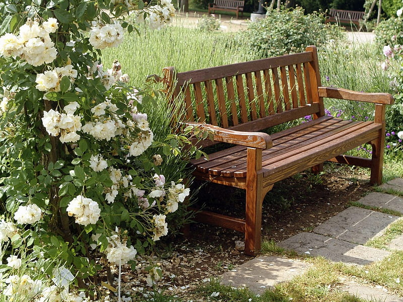 a place to relax, relax, flowers, bench, garden, roses, white, HD wallpaper