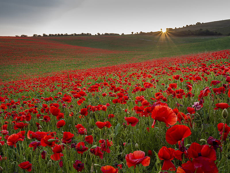 Flores, amapola, campo, flor, flor roja, salida del sol, Fondo de pantalla  HD | Peakpx