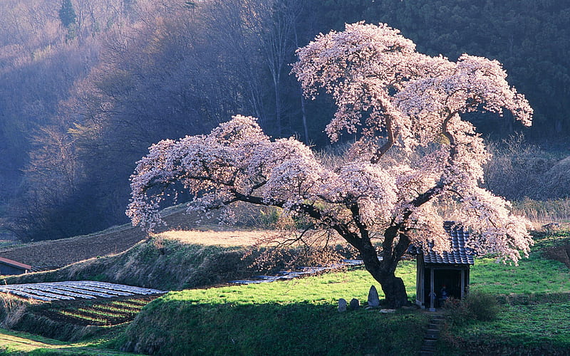 Cherry blossom Tree in Misty Morning Japanese Blossoming cherry tree, HD wallpaper