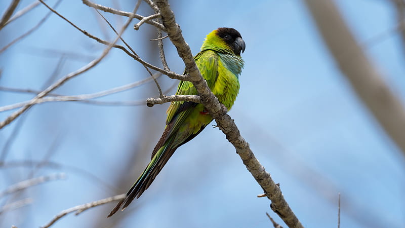 Nanday Parakeet Parrot Bird Is Standing On Tree Branch In Sky Background Birds, HD wallpaper