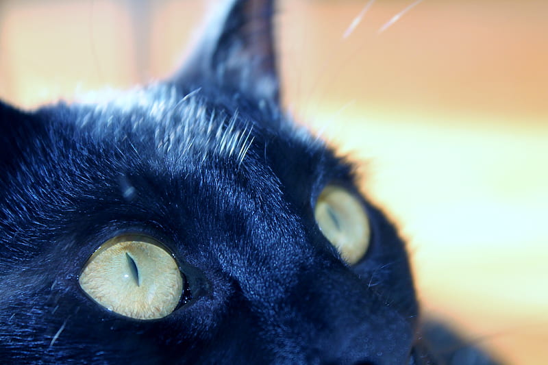 Mojo Eyes, black cats, eyes, cats, animals, HD wallpaper
