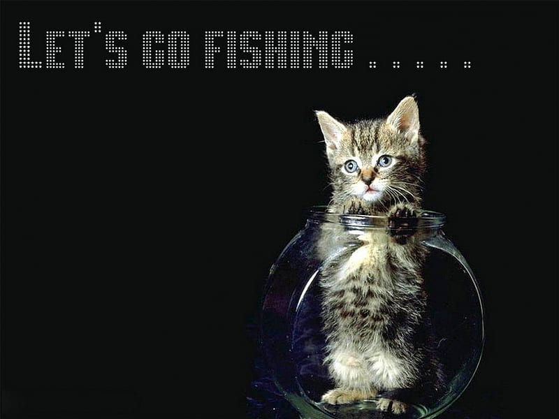 LET'S GO FISHING..., lets, fish bowl, cat, fishing, go, HD wallpaper