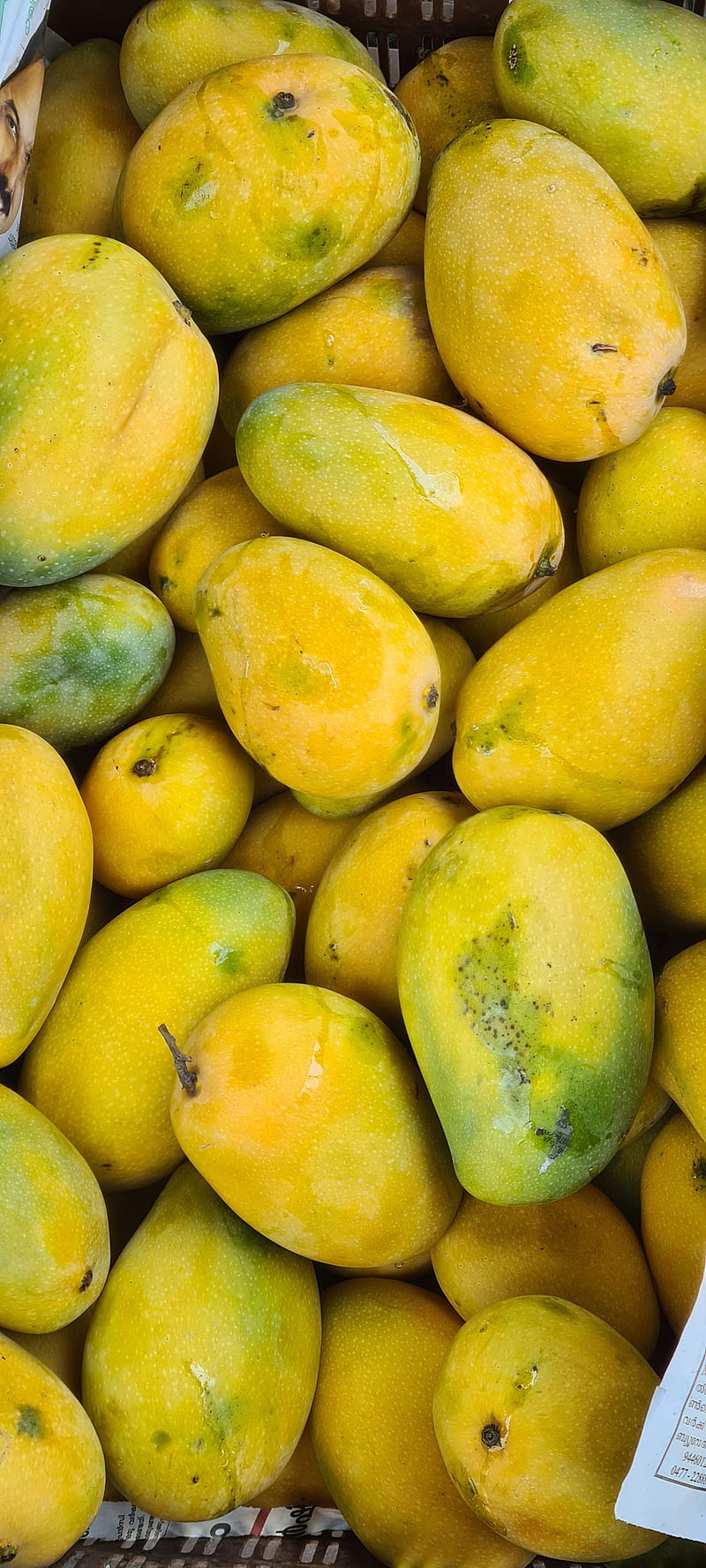 Mango, , food, fruits, water, HD phone wallpaper