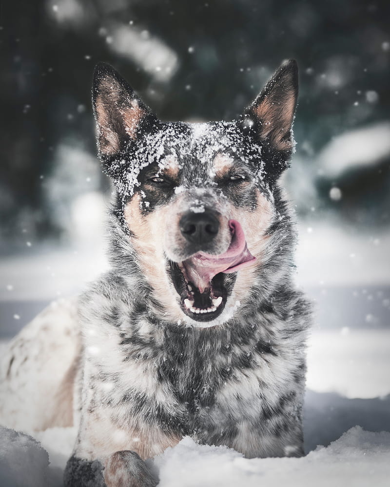 dog, protruding tongue, snow, HD phone wallpaper
