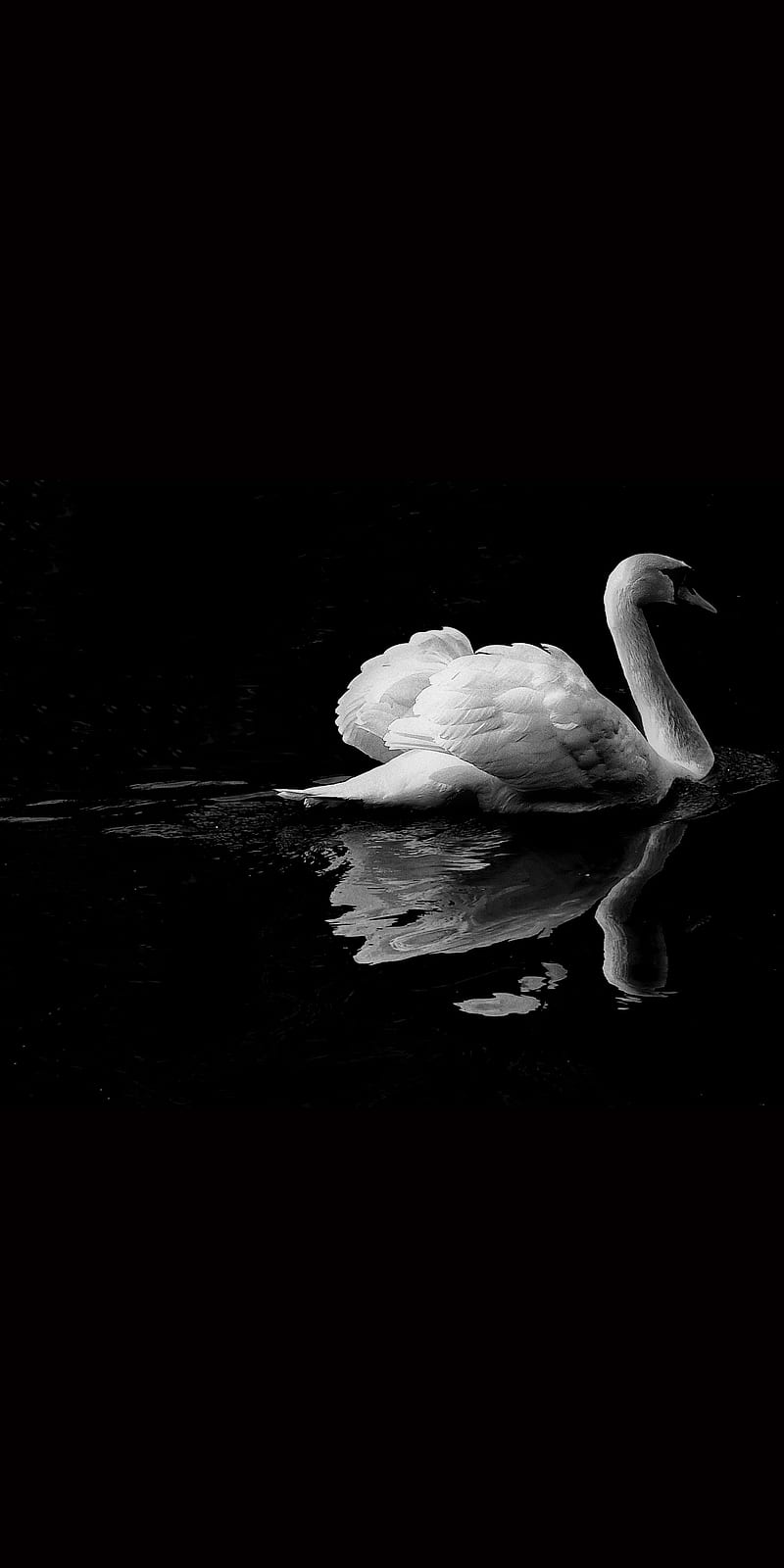BlackSwan, amoled, balck, dark, desenho, galaxy, swan, HD phone wallpaper