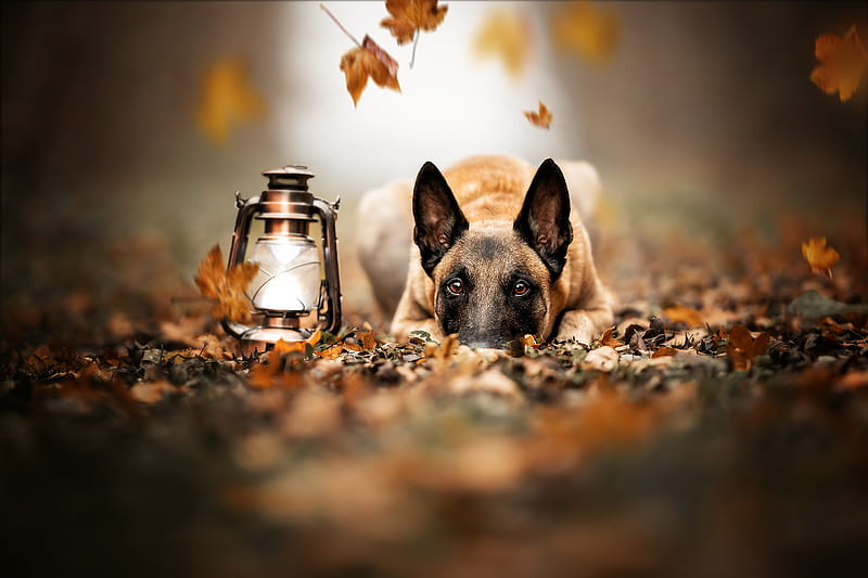 Animal, Belgian Shepherd, Depth Of Field, Dog, Lantern, Pet, HD wallpaper