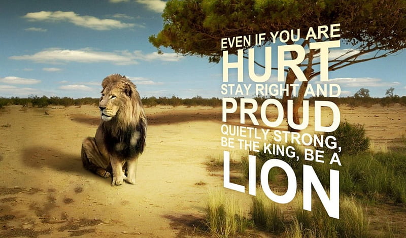Be Strong !!!!, hurt, desert, strong, words, lion, feelings, HD wallpaper