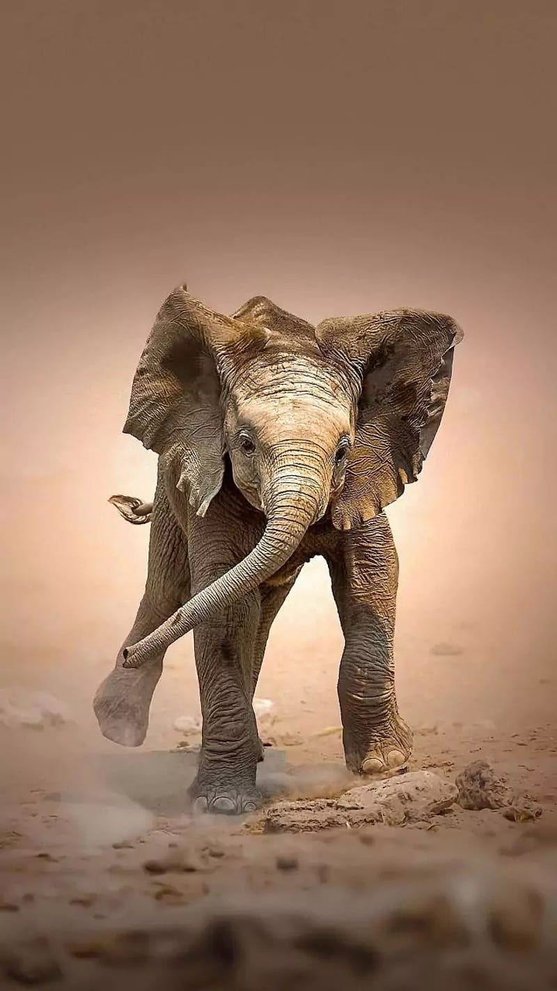 Baby Elephant, animals, art, elephants, flag, little elephant, newborn elephant, newborn elephant struggle, rhinoceros, HD phone wallpaper
