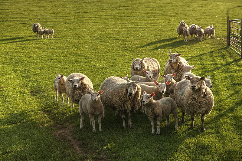 Flock, of the people of God, sheep, grass, animal, flock, HD wallpaper