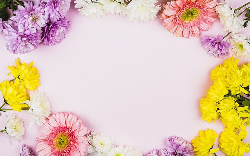 flower frame, different spring flowers, pink background, chrysanthemums, spring, frame of flowers, HD wallpaper