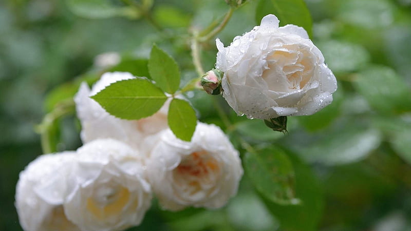 Gotas sobre rosas blancas, macro, flores, rocío, naturaleza, gotas, rosas,  blanco, Fondo de pantalla HD | Peakpx