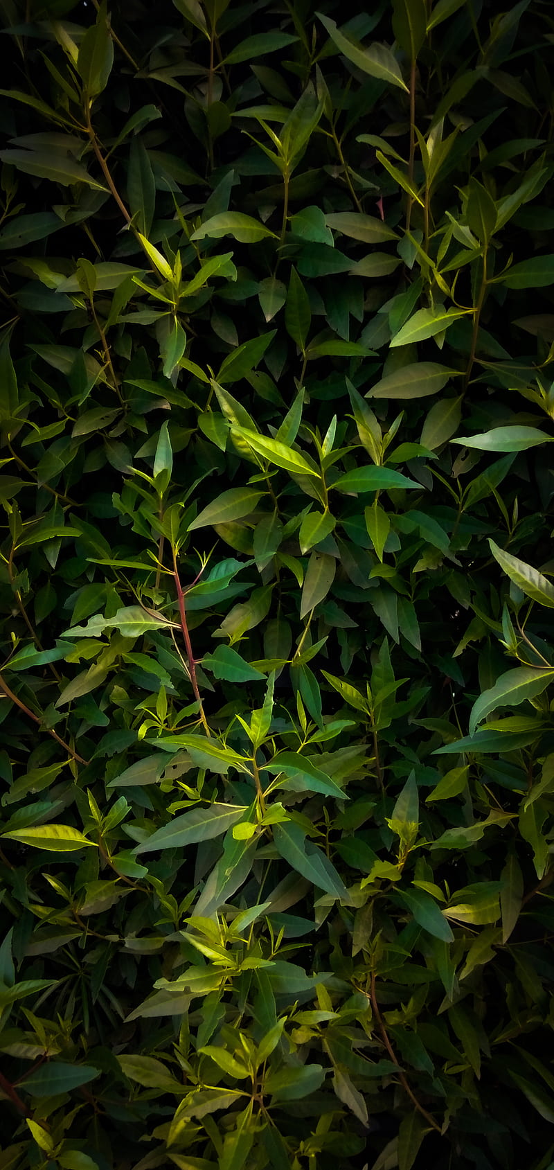 Greenery, flower, grass, green, iphone, leaf, nature, oneplus, HD phone wallpaper