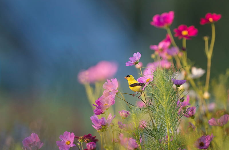 Small Yellow Bird on a Flower Ultra, Animals, Birds, Nature, Spring, Bird, environment, wildlife, fauna, yellowbird, cosmosflowers, HD wallpaper
