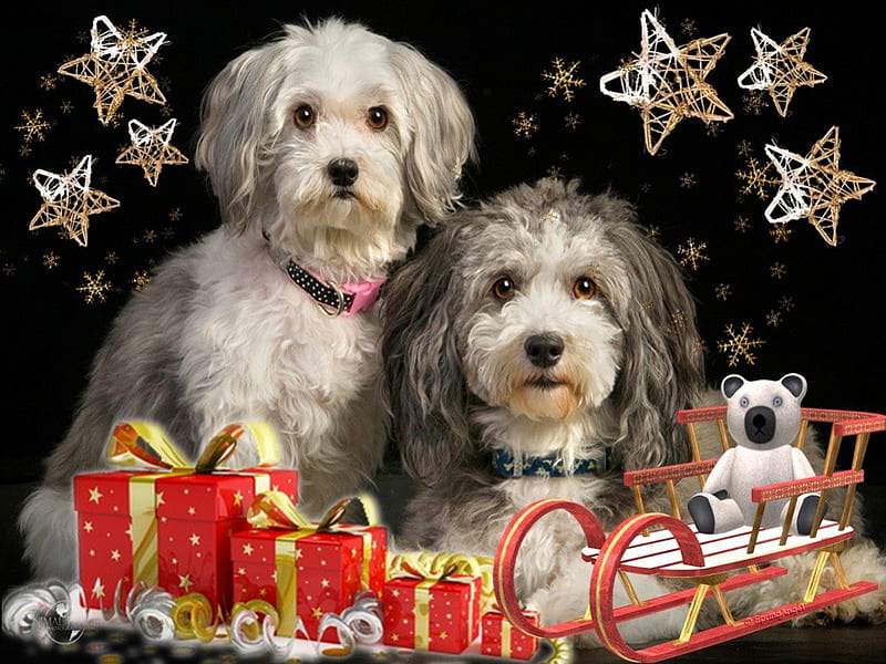 Sweet Puppies, puppies, christmas, dogs, xmas, winter, HD wallpaper