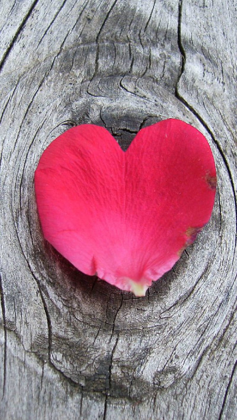 Heart, love, rose leaf, HD phone wallpaper