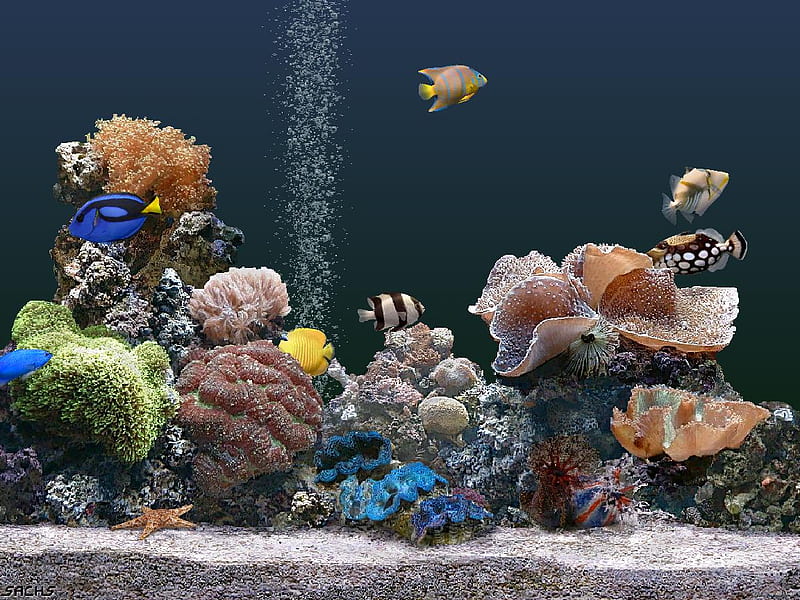 Aquarium screensaver clearance