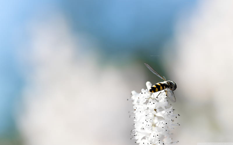 a bee-small animal, HD wallpaper