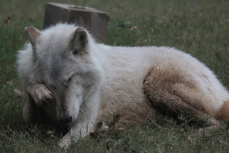 Lobo llorando, madera, gris, lobo feroz, perro, enojado, Fondo de pantalla  HD | Peakpx