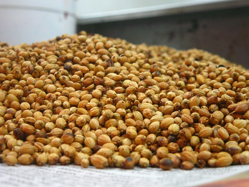 Coriander Seed, cook, seed, tiny, spices, HD wallpaper