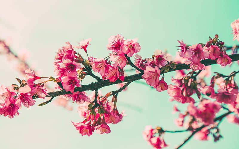 spring, cherry branches, blue sky, sakura, cherry blossom, pink flowers, HD wallpaper