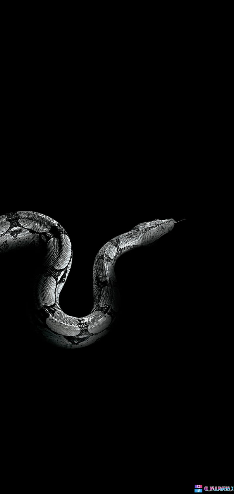 black snake, amoled, animal, cobra, nature, samsung, HD phone wallpaper