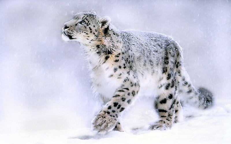 Winter Clouded Snow Leopard, white, snow, leopards, winter, HD wallpaper