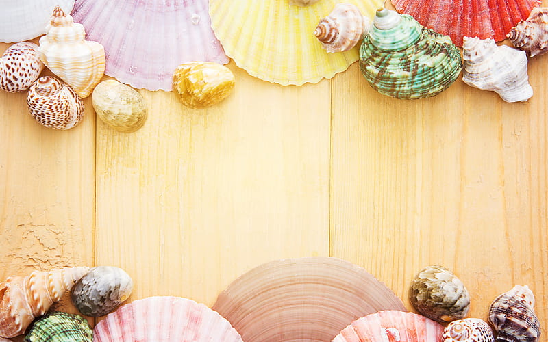 Frame made of seashells, light wooden texture, wooden background, colorful seashells, summer frame, summer travel concepts, HD wallpaper