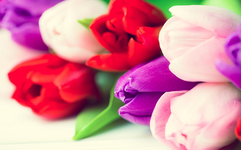 multi-colored tulips, spring flowers, blur, purple tulip, macro, spring, tulips, floral background, HD wallpaper