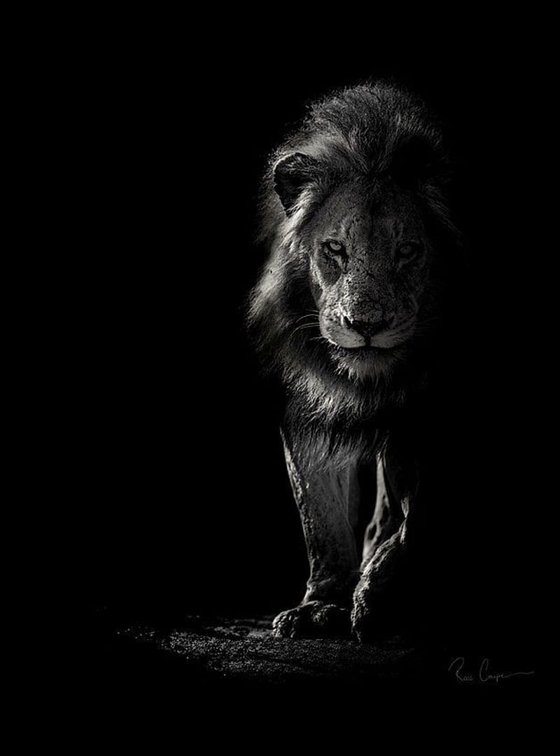 Black and white lion, gris, king, land, lion, lions, pets, south, HD phone wallpaper