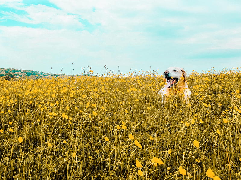 dog, field, flowers, protruding tongue, cute, HD wallpaper