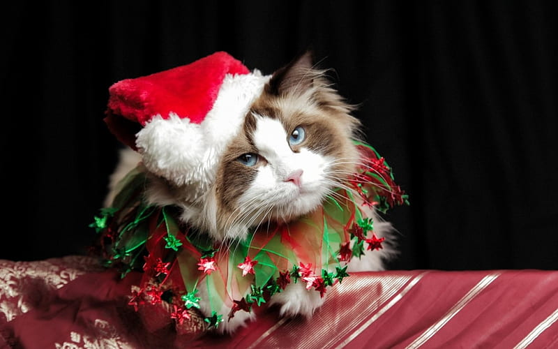 Merry Christmas!, red, craciun, christmas, black, cat, animal, hat, cute, santa, green, white, HD wallpaper