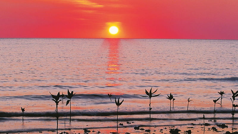 superb sunset, red, beach, sapling, sunset, sea, HD wallpaper